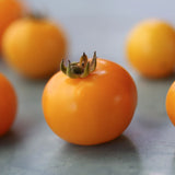 Dwarf Galen's Yellow, økologiske tomatfrø