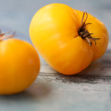 Dwarf Lemon Ice, økologiske tomatfrø