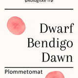 Dwarf Bendigo Dawn, økologiske tomatfrø