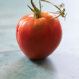 Orliniy Klyuv/Eagle's Beak, økologiske tomatfrø