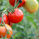 Earliana, økologiske tomatfrø