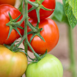 Early Annie, økologiske tomatfrø