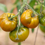 Emerald Evergreen , økologiske tomatfrø