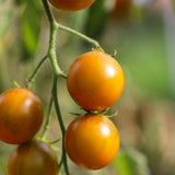 Emerald Green Cherry, økologiske tomatfrø