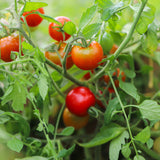 Enchanting Cascade, økologiske tomatfrø