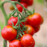 Finske Erik, økologiske tomatfrø