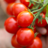 First in Field, økologiske tomatfrø