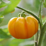 Florentine Beauty, økologiske tomatfrø