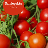 Samlepakke: 4 tidlige tomatsorter for friland og veksthus, økologiske tomatfrø
