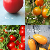 Samlepakke: 4 tidlige tomatsorter for friland og veksthus, økologiske tomatfrø