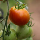 Fuzzy Wuzzy, økologiske tomatfrø