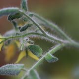 Fuzzy Wuzzy, økologiske tomatfrø