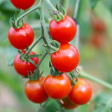 Gardener's Ecstasy, økologiske tomatfrø