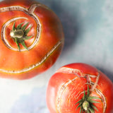 German Queen, økologiske tomatfrø