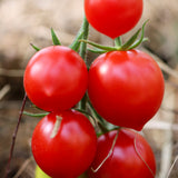 Glacier, økologiske tomatfrø