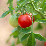 Glacier, økologiske tomatfrø