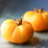 Gold Medal Yellow, økologiske tomatfrø