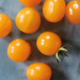 Golden Currant, økologiske tomatfrø
