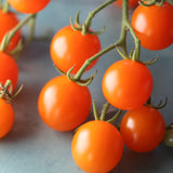 Goldiana, økologiske tomatfrø