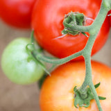 Heinz, økologiske tomatfrø