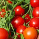 Maskotka, økologiske tomatfrø