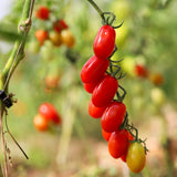 Red Pearl, økologiske tomatfrø