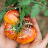 Burracker's Favorite