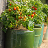 Samlepakke: Krukketomater for balkong og terrasse