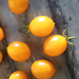 Millefleur, økologiske tomatfrø