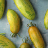 Green Sausage, økologiske tomatfrø