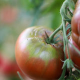 Iva's Purple Rust, økologiske tomatfrø