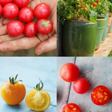 Samlepakke: 4 krukketomater for balkong og terrasse