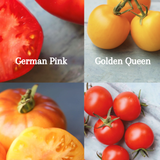 Samlepakke: 4 kulturarvsorter (Heirlooms), økologiske tomatfrø
