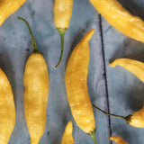 Lemon Drop, økologiske chilifrø