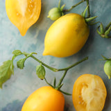 Lemon Tree, økologiske tomatfrø