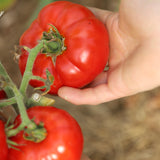 Marmande, økologiske tomatfrø