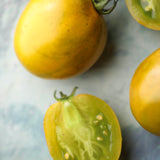 Marz Round Green, økologiske tomatfrø