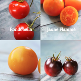 Samlepakke: 4 mellomstore tomater, økologiske tomatfrø