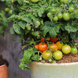 Minibel, økologiske tomatfrø