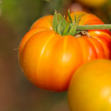 Northern Lights, økologiske tomatfrø