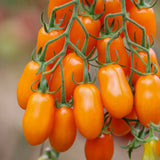 Ormato, økologiske tomatfrø