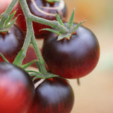 Persuasion, økologiske tomatfrø
