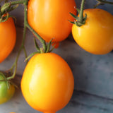 Plum Lemon, økologiske tomatfrø