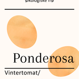 Ponderosa, økologiske tomatfrø