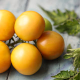 Ponderosa, økologiske tomatfrø