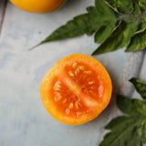 Ponderosa, økologiske tomatfrø