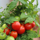 Reijna Red, økologiske tomatfrø
