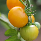Reijna Yellow, økologiske tomatfrø