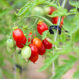 Reverend Michael Keyes, økologiske tomatfrø