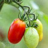 Roma VF, økologiske tomatfrø